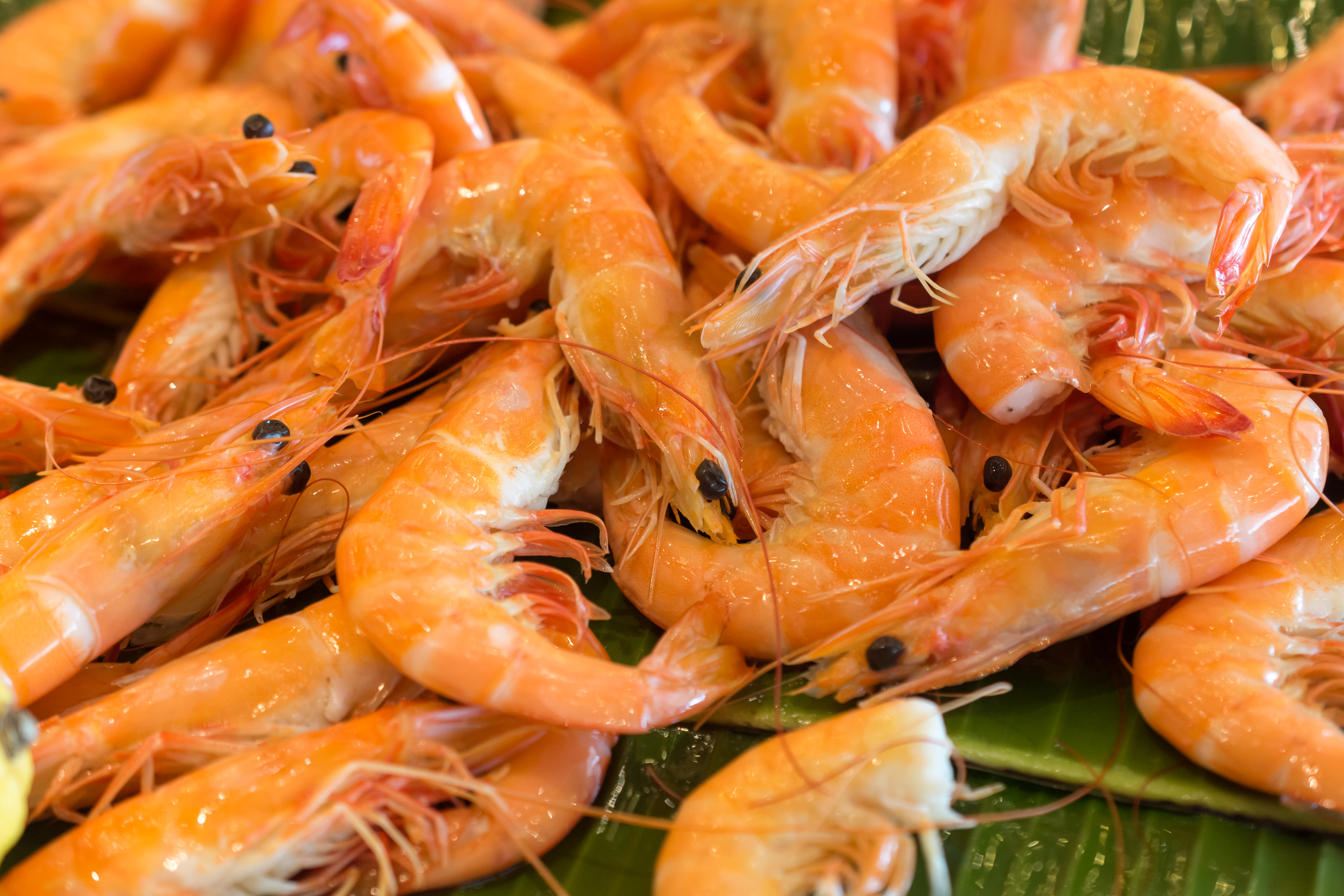 Traditional New Zealand sea food shrimp